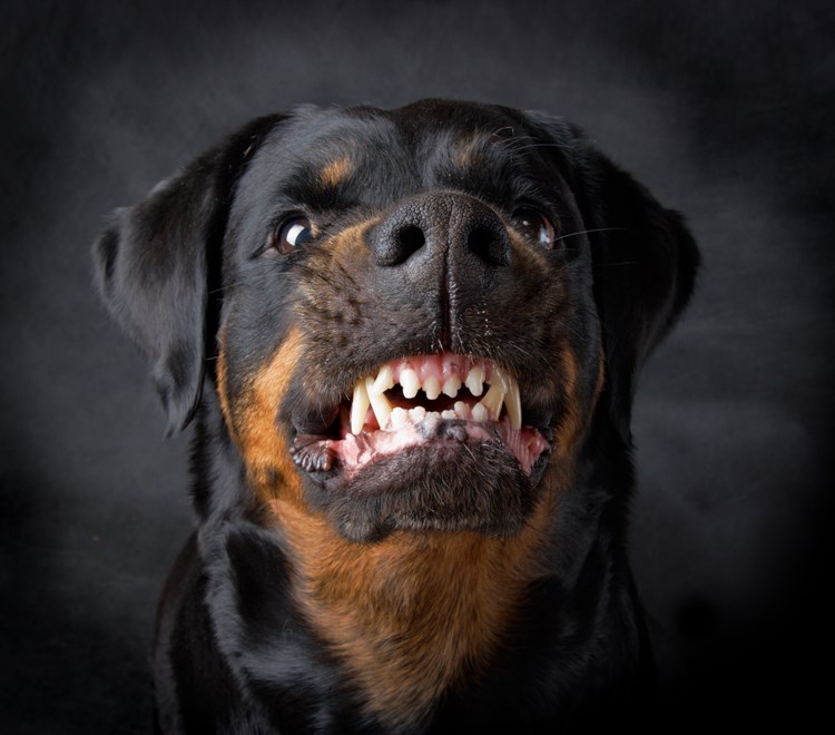 Bidske hunde i almene lejeboliger - og kæledyr, der er til gene -